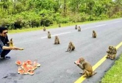 印度人吃猴子吃瓜,猴子与瓜果共舞的餐桌奇观