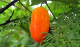 兰瓜可以直接吃吗,可直接食用的美味佳果