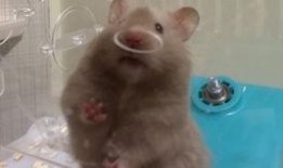 jerry大叔吃瓜,揭秘娱乐圈那些事儿