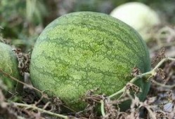 兰州商学院吃瓜,吃瓜群众的味蕾盛宴