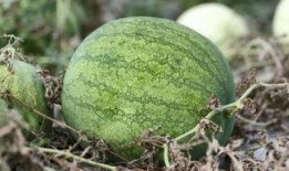 兰州商学院吃瓜,吃瓜群众的味蕾盛宴