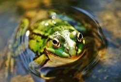 青蛙吃瓜原版,一场奇妙的味蕾冒险