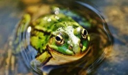 青蛙吃瓜原版,一场奇妙的味蕾冒险