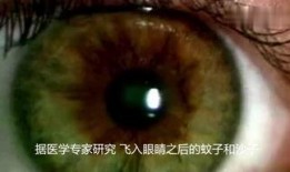 梦见吃瓜里面有虫子,吃瓜遇虫，揭秘潜意识中的恐惧与期待