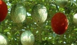 瓜蒌嫩瓜怎么吃,营养美味尽享其中