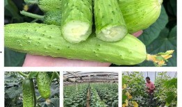 小八吃瓜5,揭秘娱乐圈幕后故事