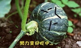 黑胖吃瓜,揭秘娱乐圈幕后故事