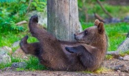 熊三吃瓜,揭秘娱乐圈背后的那些事儿